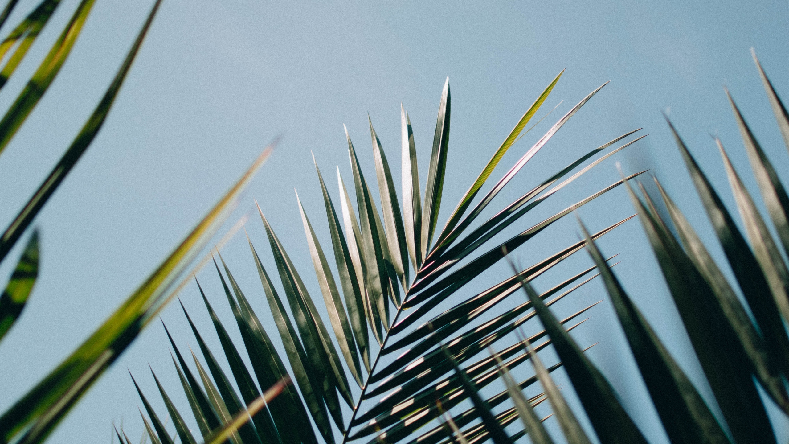 Обои elaeis, дерево, Пальма, Иеремия Палтан, лист в разрешении 2560x1440