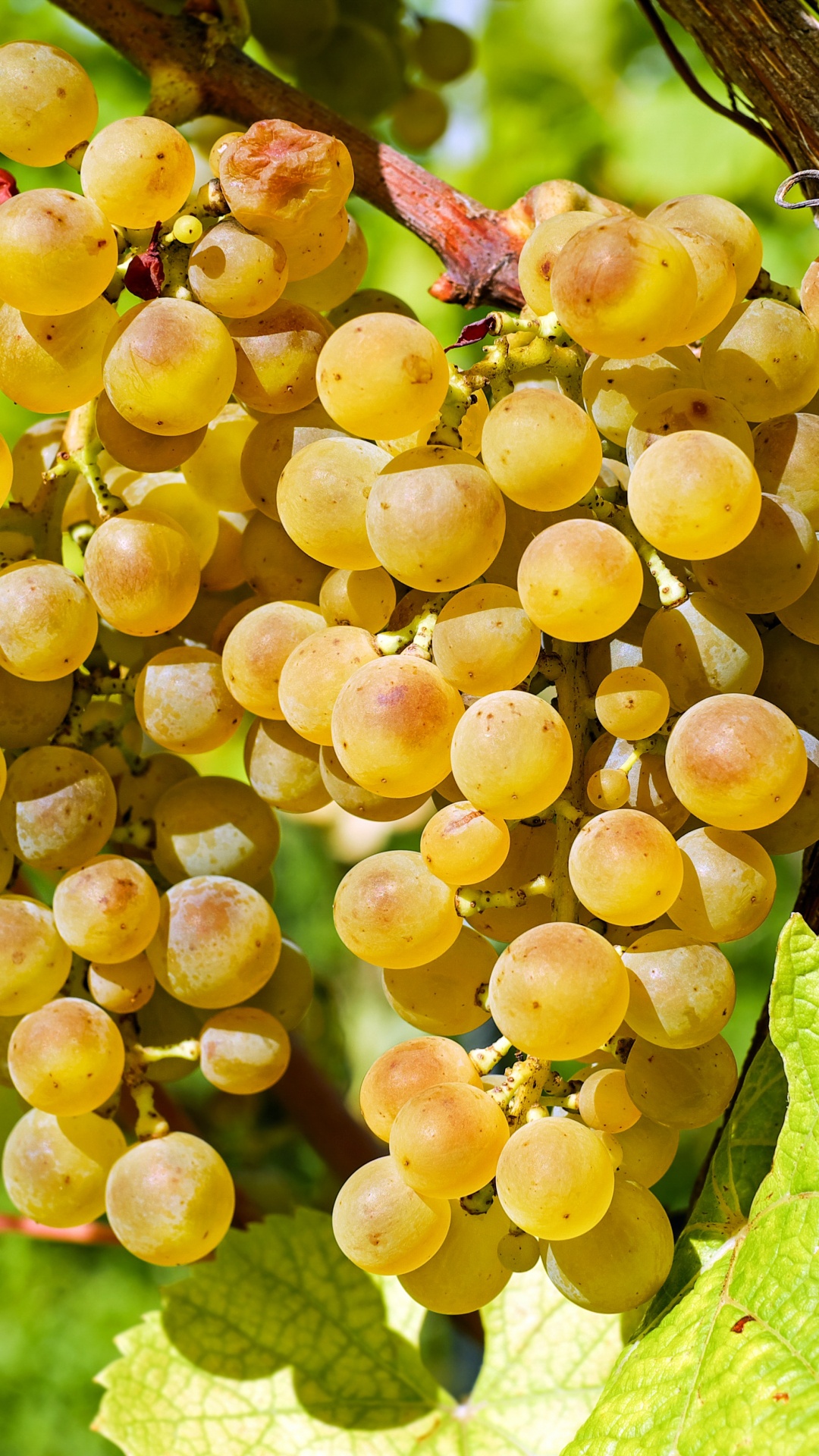 Обои вино, бессемянные плоды, семья грейпвайн, растение, виноградные листья в разрешении 1080x1920