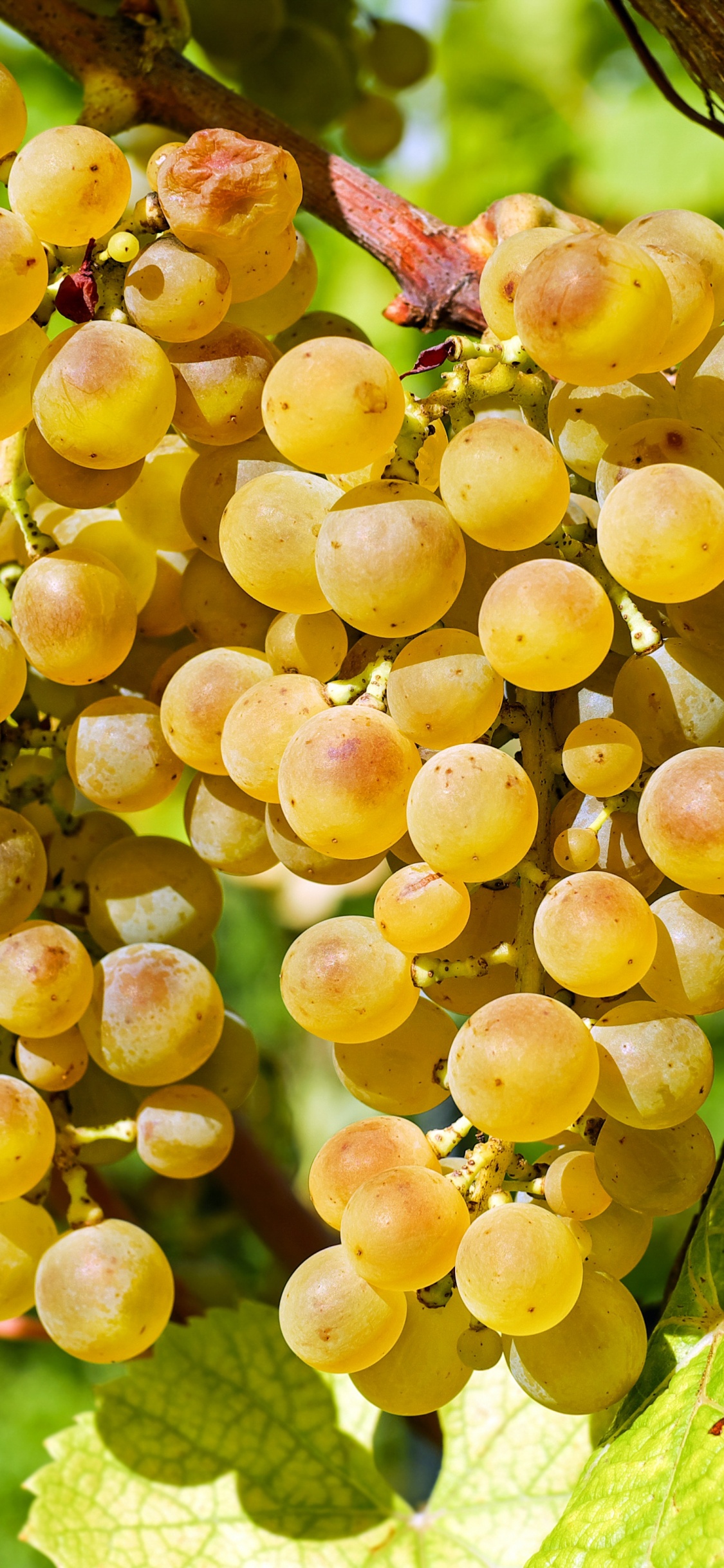 Обои вино, бессемянные плоды, семья грейпвайн, растение, виноградные листья в разрешении 1125x2436