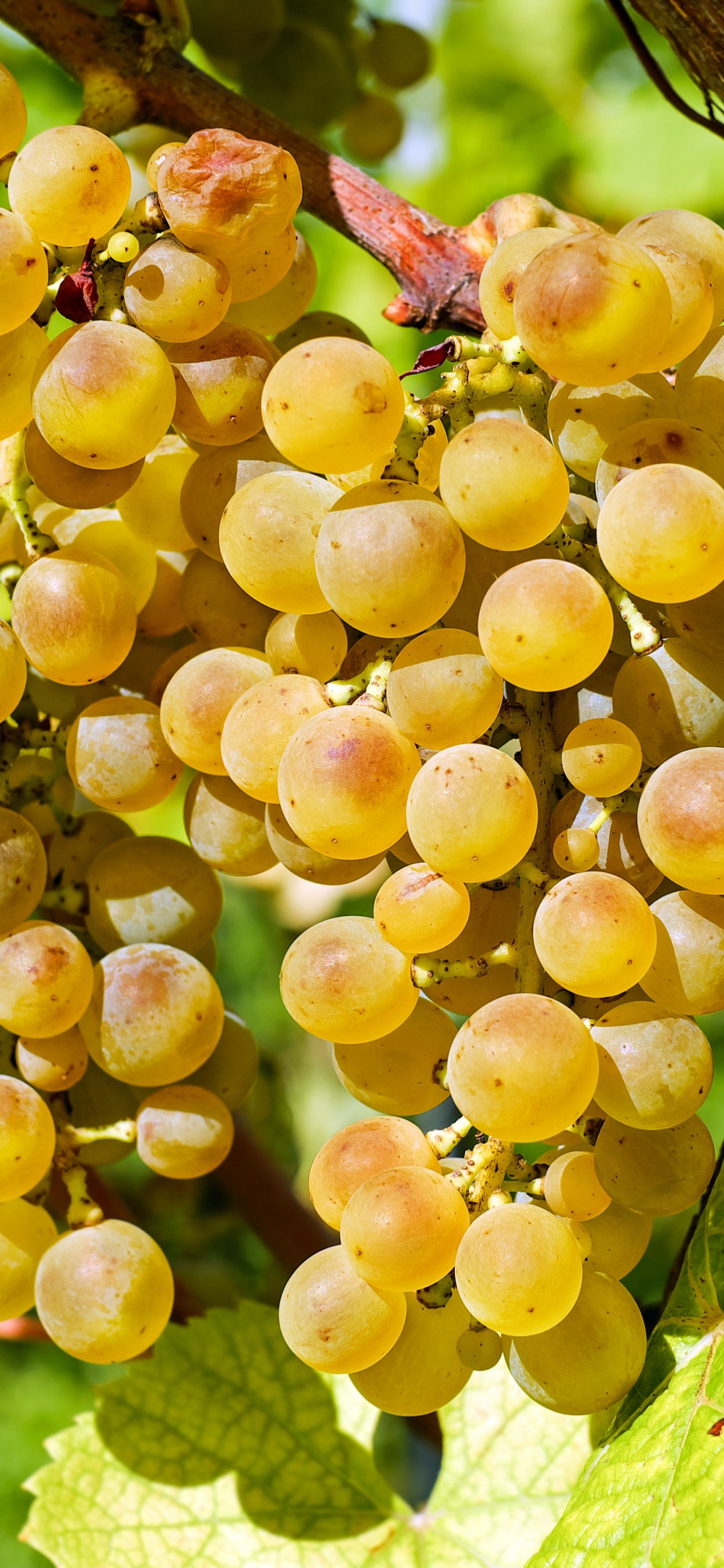 Обои вино, бессемянные плоды, семья грейпвайн, растение, виноградные листья в разрешении 1242x2688