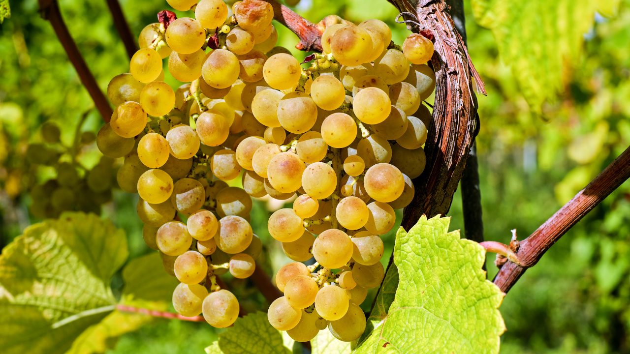 Обои вино, бессемянные плоды, семья грейпвайн, растение, виноградные листья в разрешении 1280x720