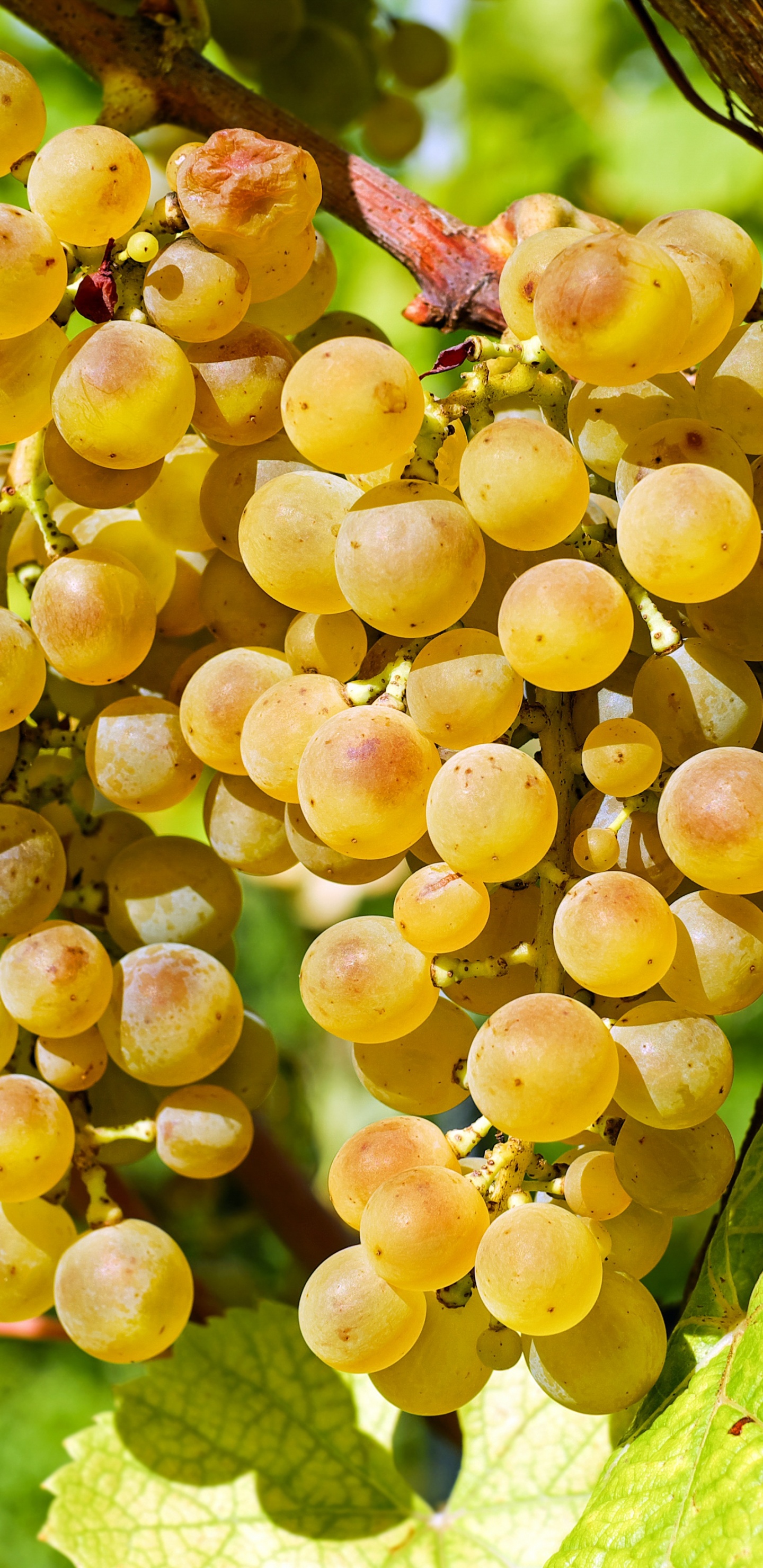 Обои вино, бессемянные плоды, семья грейпвайн, растение, виноградные листья в разрешении 1440x2960