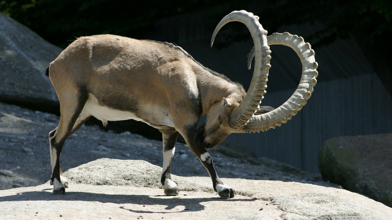 Обои альпийский Козерог, коза, нубийские горные козлы, рог, живая природа в разрешении 1280x720