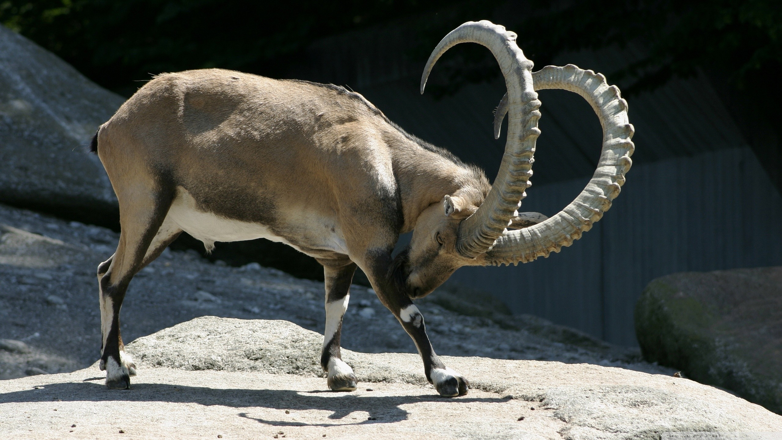 Обои альпийский Козерог, коза, нубийские горные козлы, рог, живая природа в разрешении 2560x1440