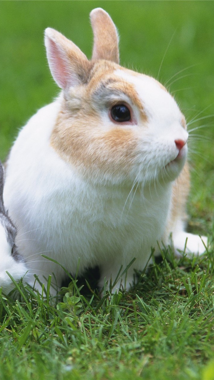 Обои заяц, кролик, бакенбарды, cuantos АОС Виве консехо ООН, Кролик кролик кролик в разрешении 720x1280