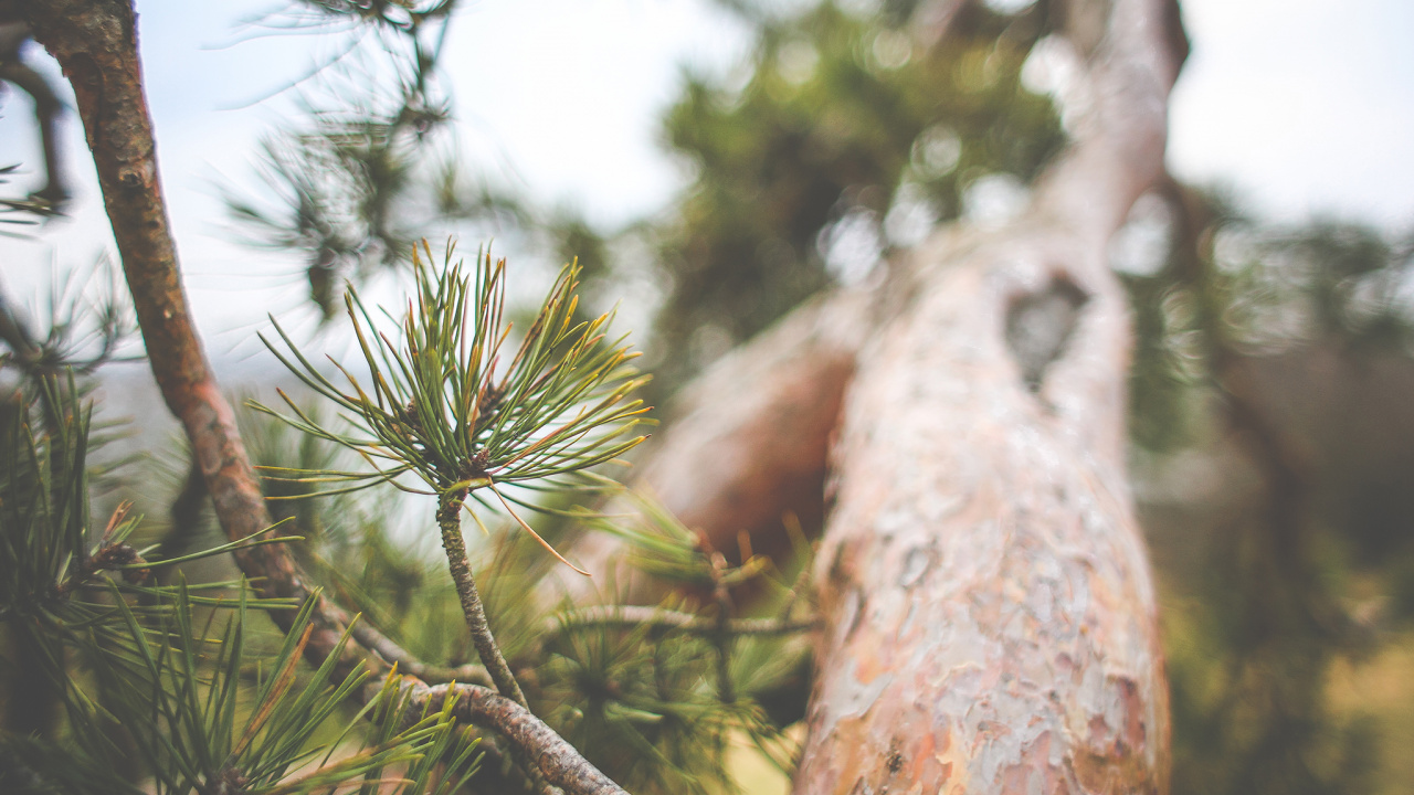 Обои дерево, Хвойные, ветвь, сосна, пихта в разрешении 1280x720