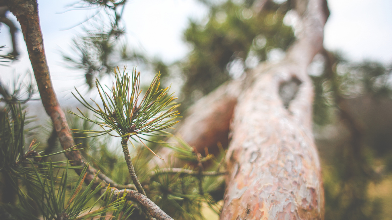 Обои дерево, Хвойные, ветвь, сосна, пихта в разрешении 1366x768