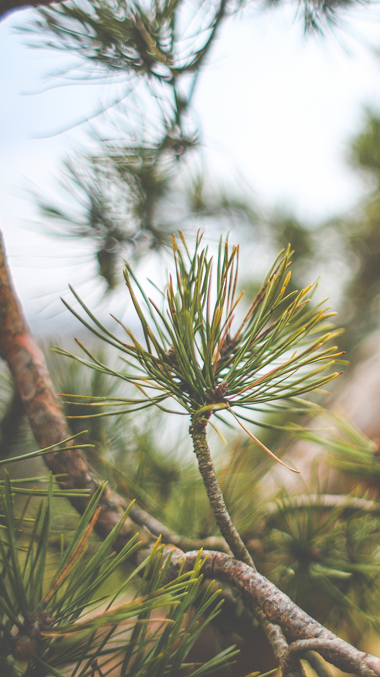Обои дерево, Хвойные, ветвь, сосна, пихта в разрешении 750x1334