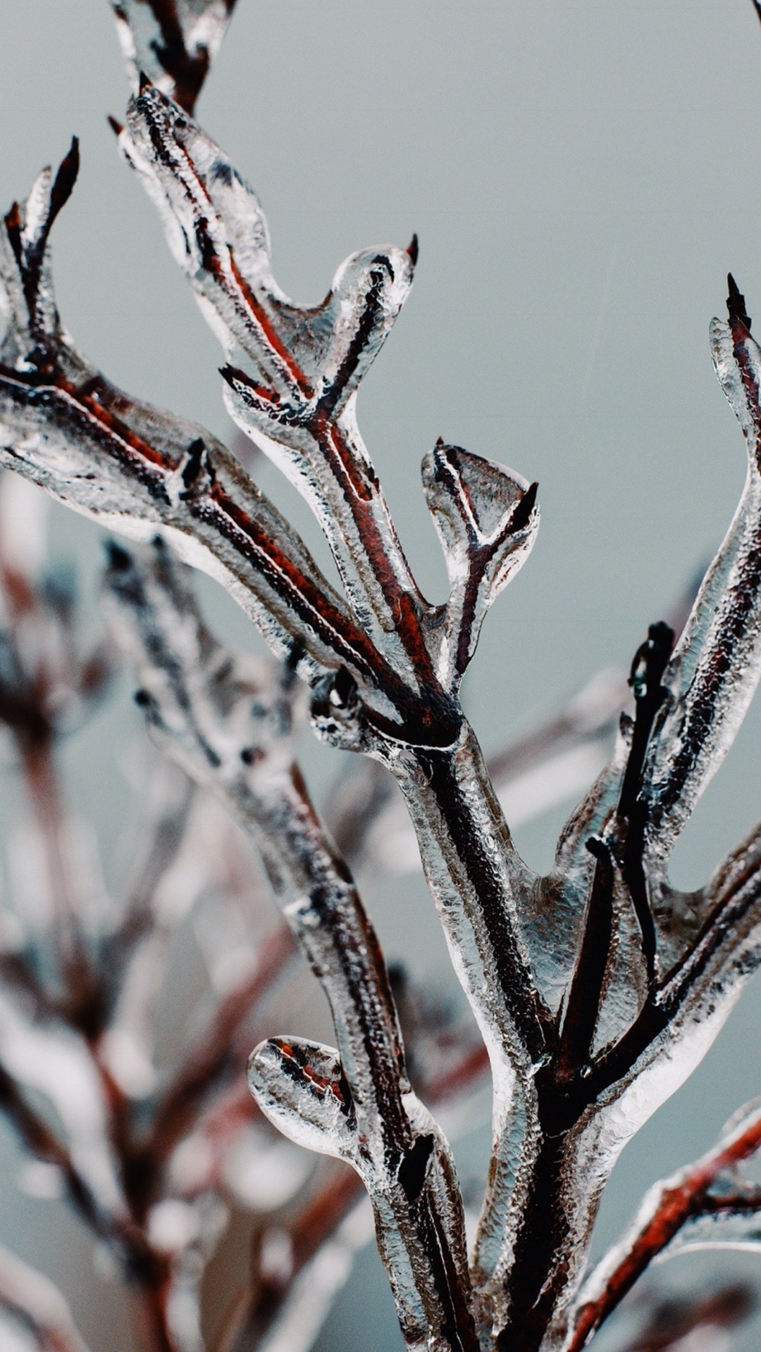 Обои яблоко, растение, прут, ветвь, наземное растение в разрешении 1080x1920