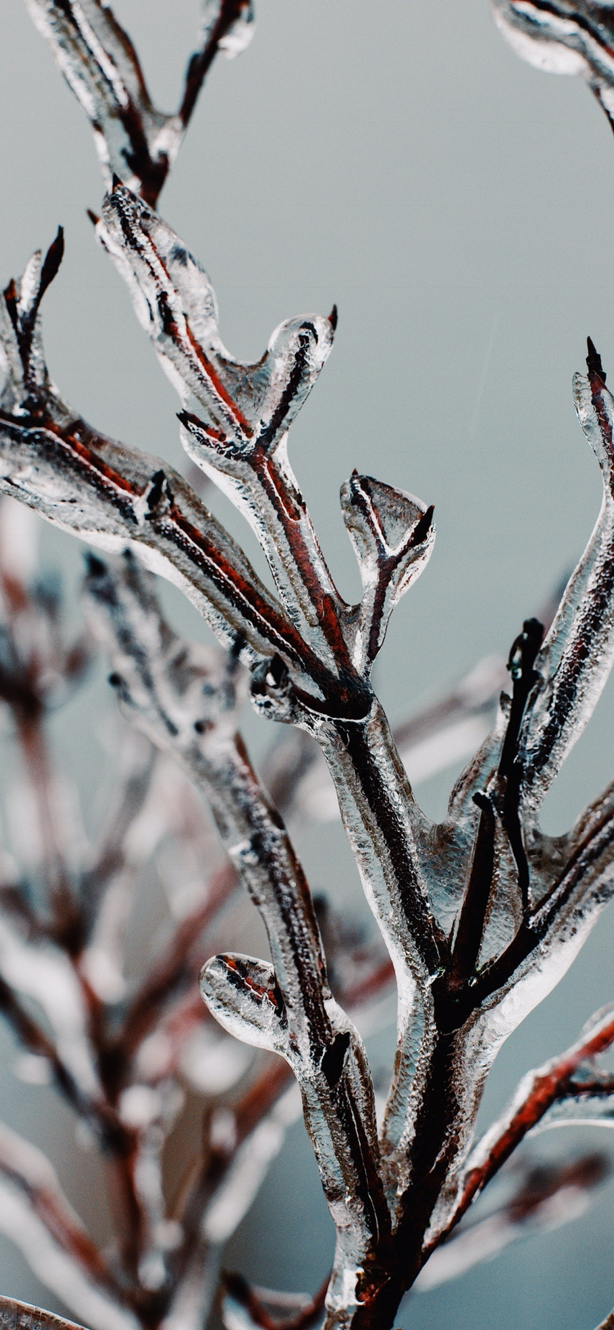 Обои яблоко, растение, прут, ветвь, наземное растение в разрешении 1242x2688