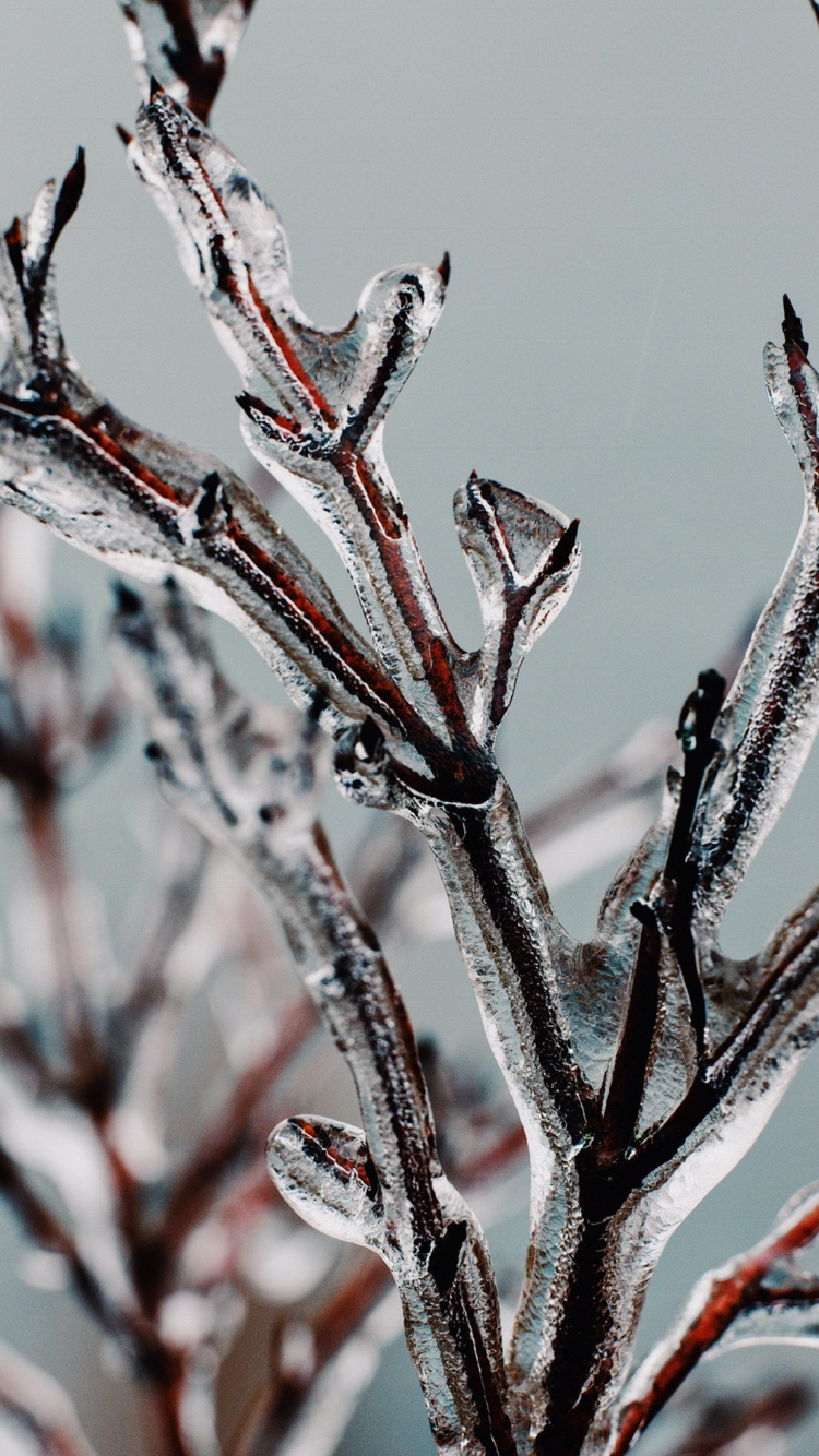 Обои яблоко, растение, прут, ветвь, наземное растение в разрешении 750x1334