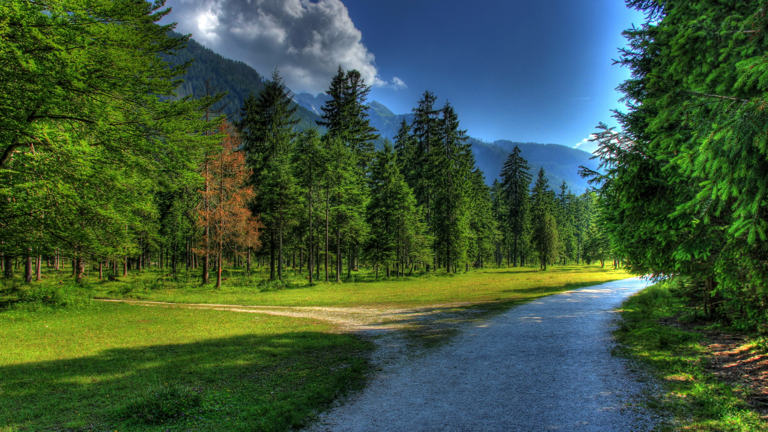 Обои природа, дерево, дикая местность, дорога, путь в разрешении 2560x1440