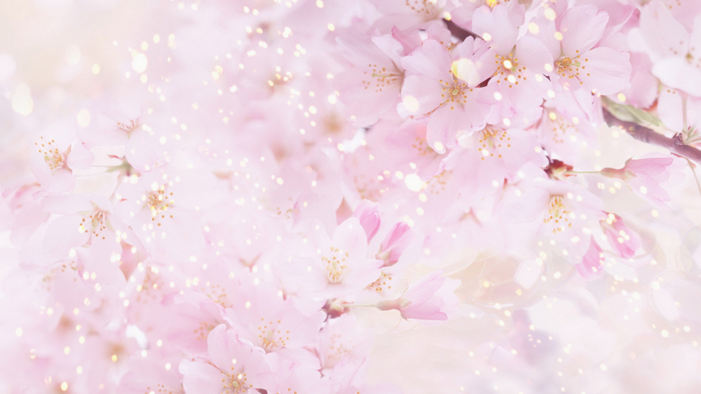 Обои розовый, цветок, цветение вишни, расцвет, лепесток в разрешении 1366x768