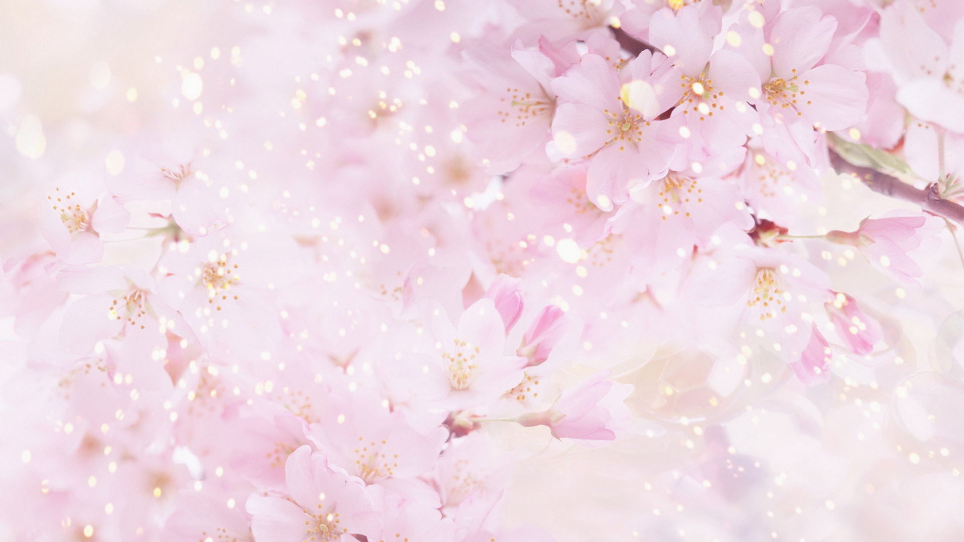 Обои розовый, цветок, цветение вишни, расцвет, лепесток в разрешении 1920x1080