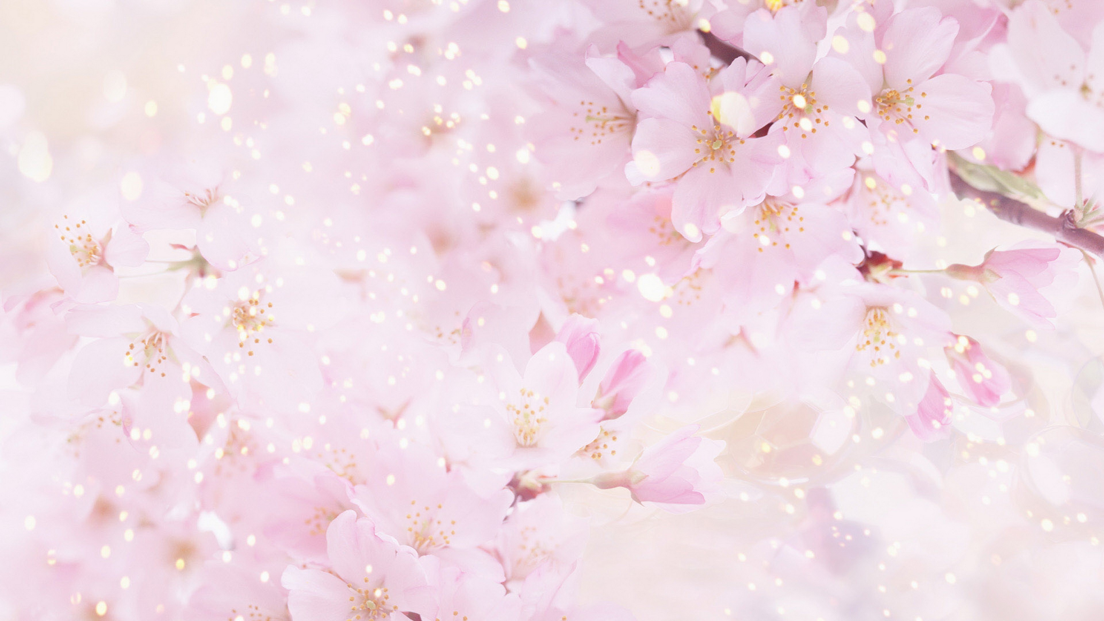 Обои розовый, цветок, цветение вишни, расцвет, лепесток в разрешении 3840x2160