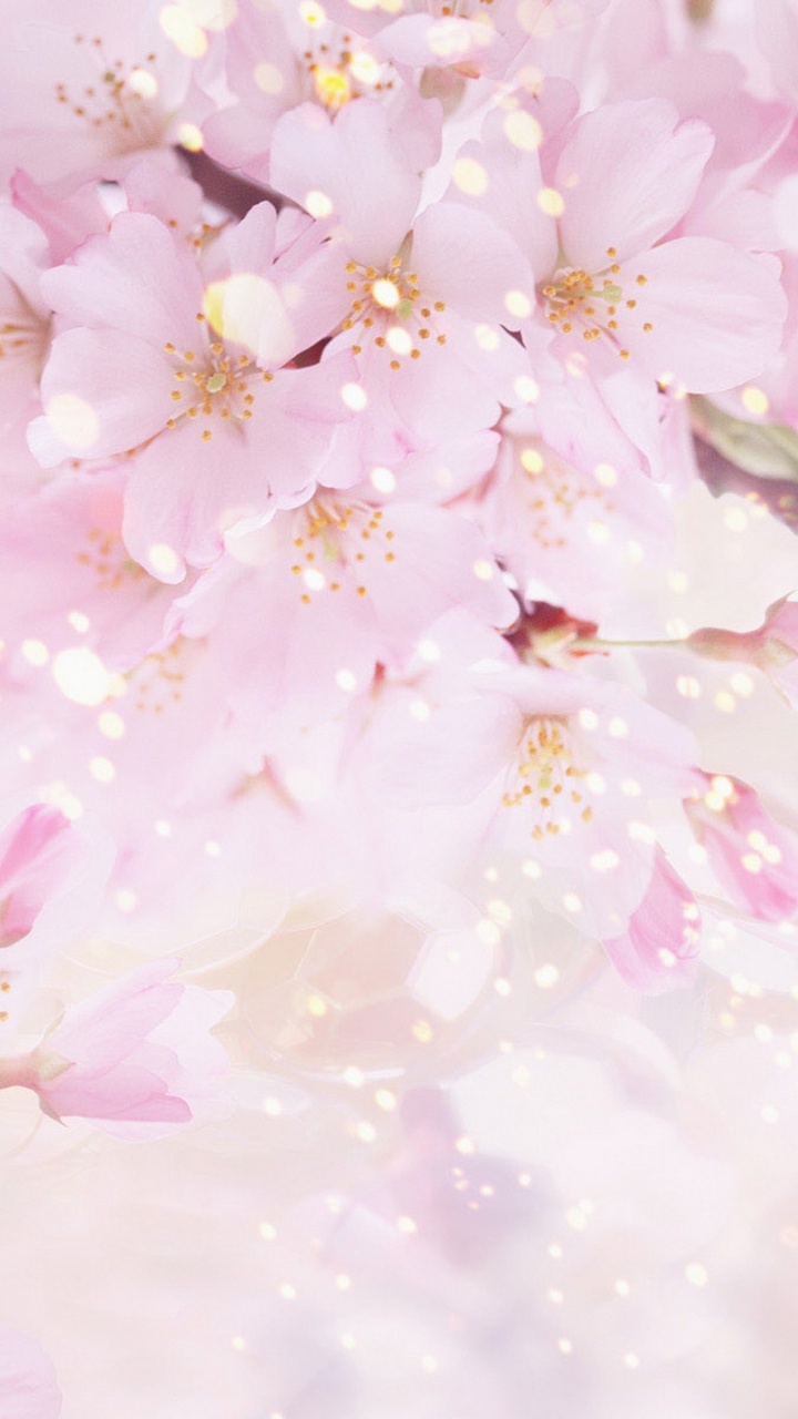 Обои розовый, цветок, цветение вишни, расцвет, лепесток в разрешении 720x1280