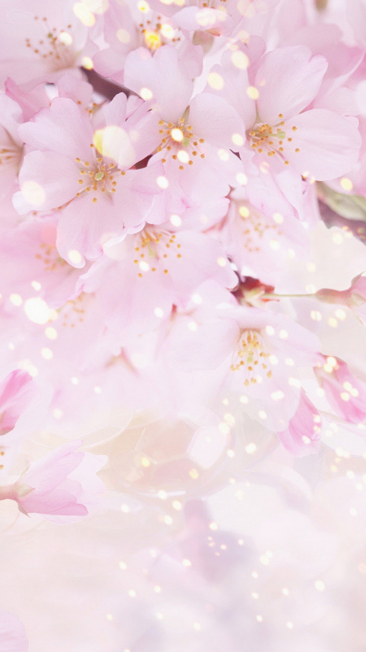 Обои розовый, цветок, цветение вишни, расцвет, лепесток в разрешении 750x1334