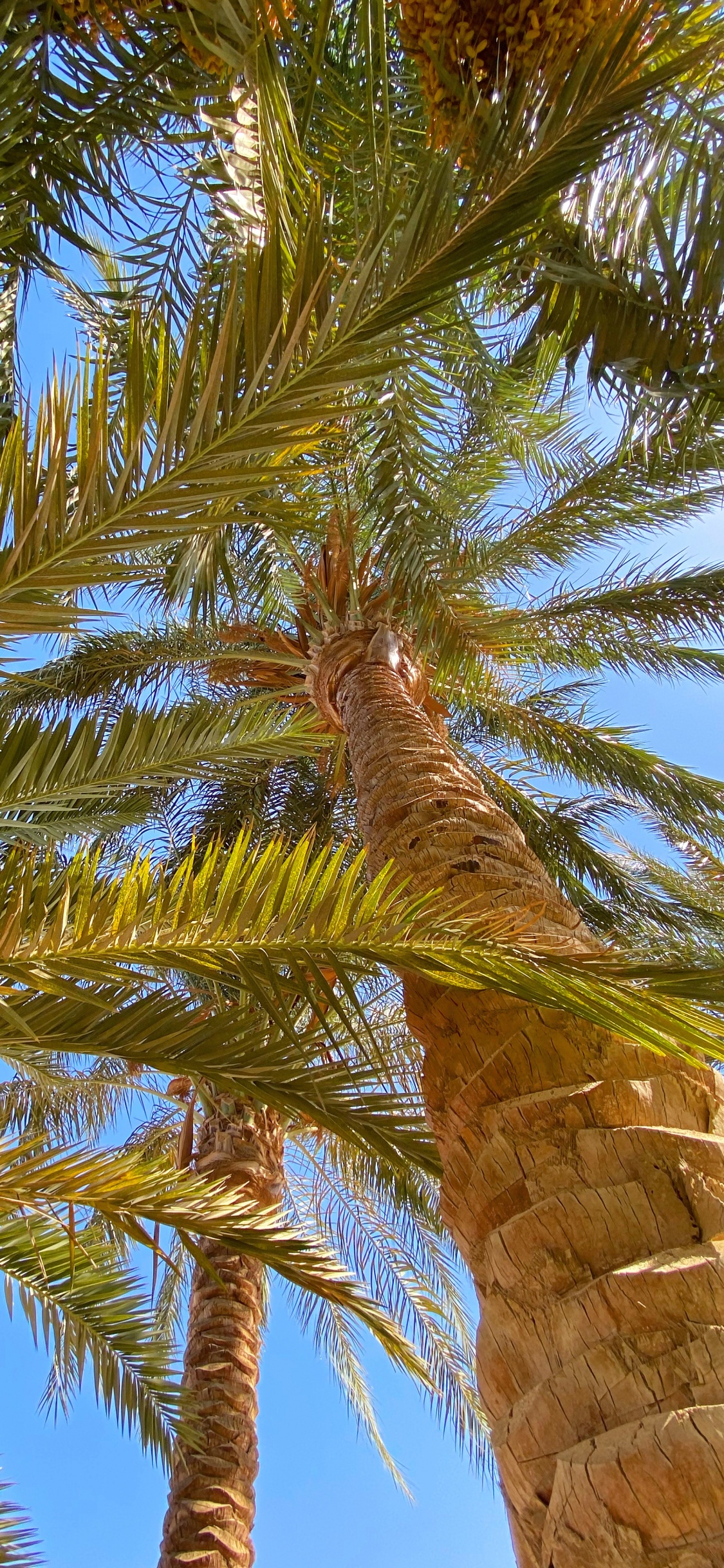 Обои растительность, биом, Бабассу, рассада, Кокос в разрешении 1125x2436