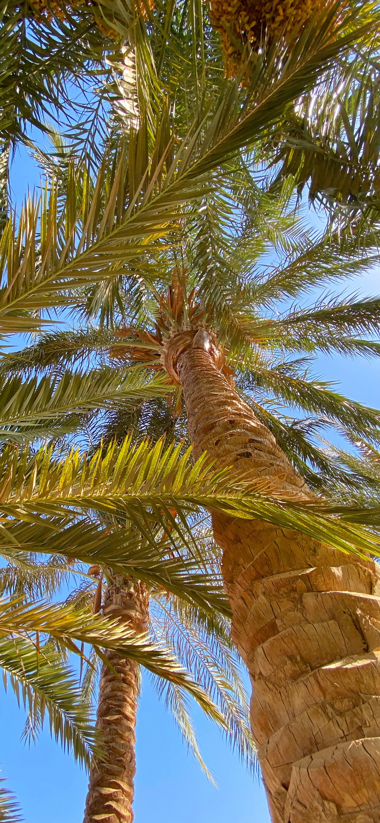 Обои растительность, биом, Бабассу, рассада, Кокос в разрешении 1242x2688