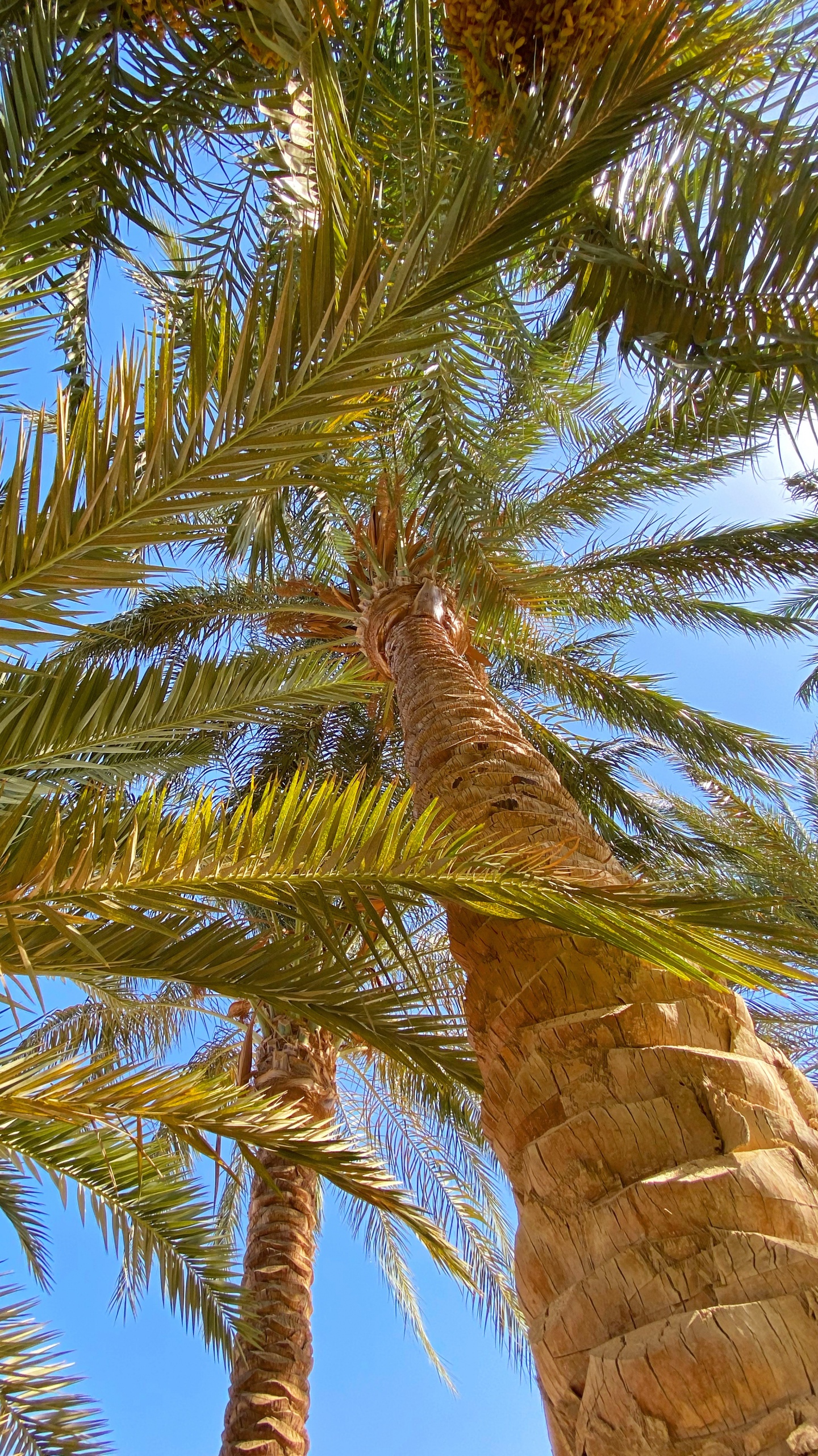 Обои растительность, биом, Бабассу, рассада, Кокос в разрешении 1440x2560