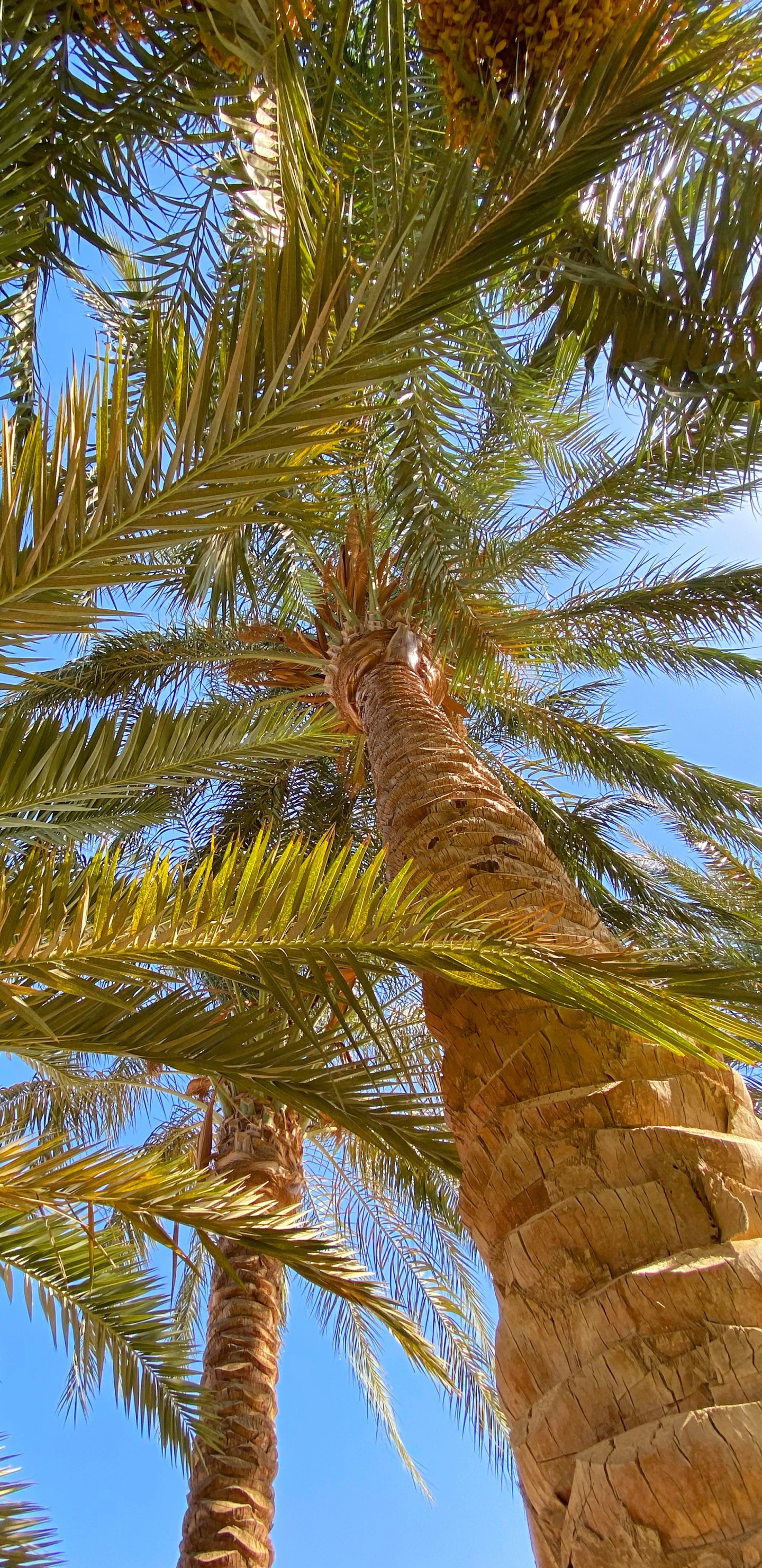 Обои растительность, биом, Бабассу, рассада, Кокос в разрешении 1440x2960