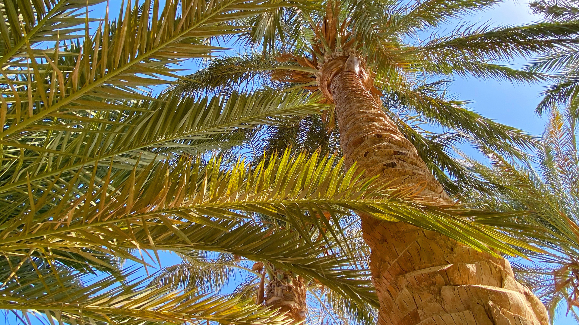 Обои растительность, биом, Бабассу, рассада, Кокос в разрешении 1920x1080