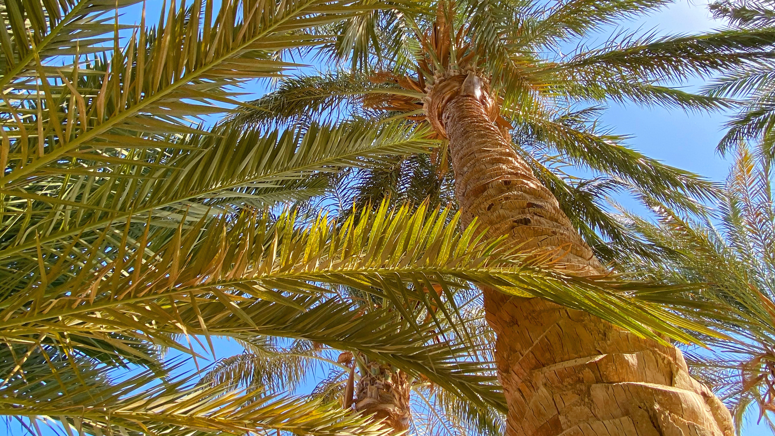 Обои растительность, биом, Бабассу, рассада, Кокос в разрешении 2560x1440