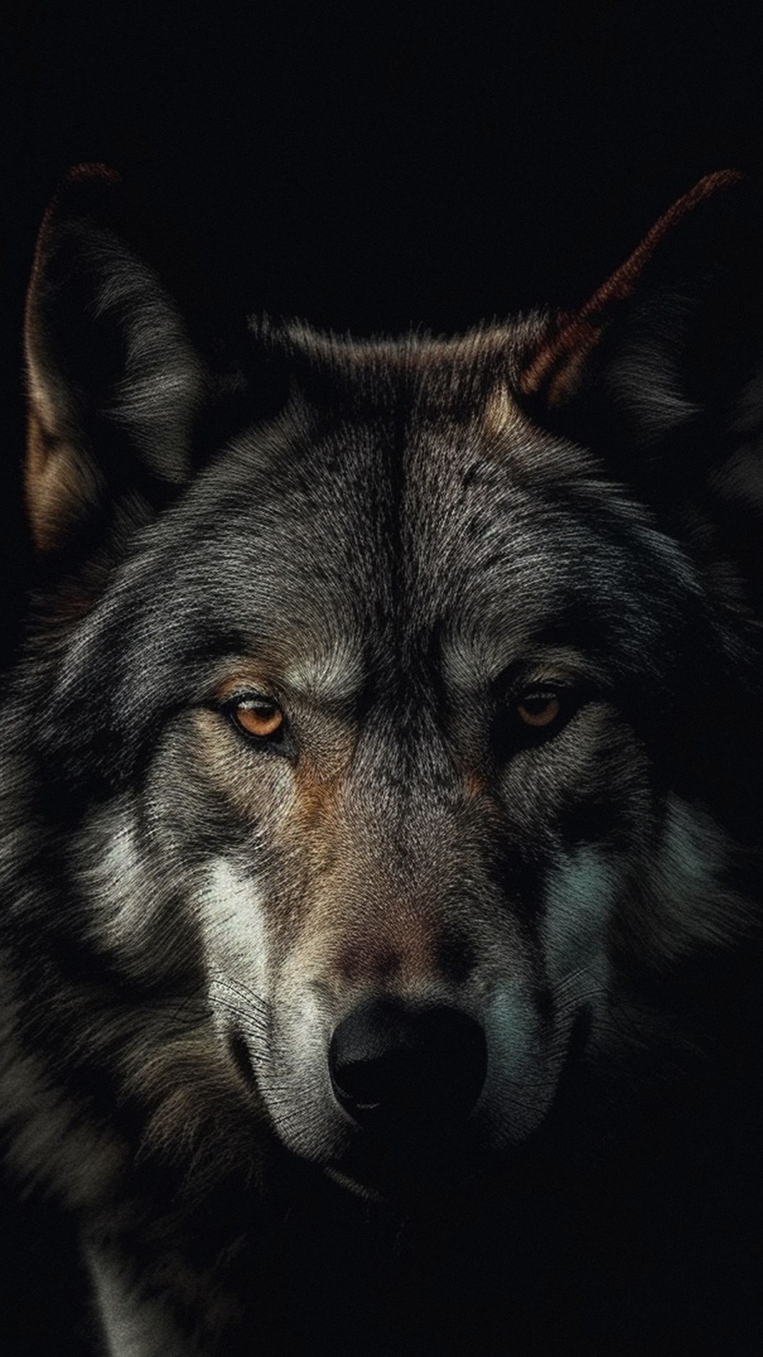 Обои волк, чехословацкий влчак, Себирская Хаски, канадская инуитская собака, сарлосский влчак в разрешении 1080x1920