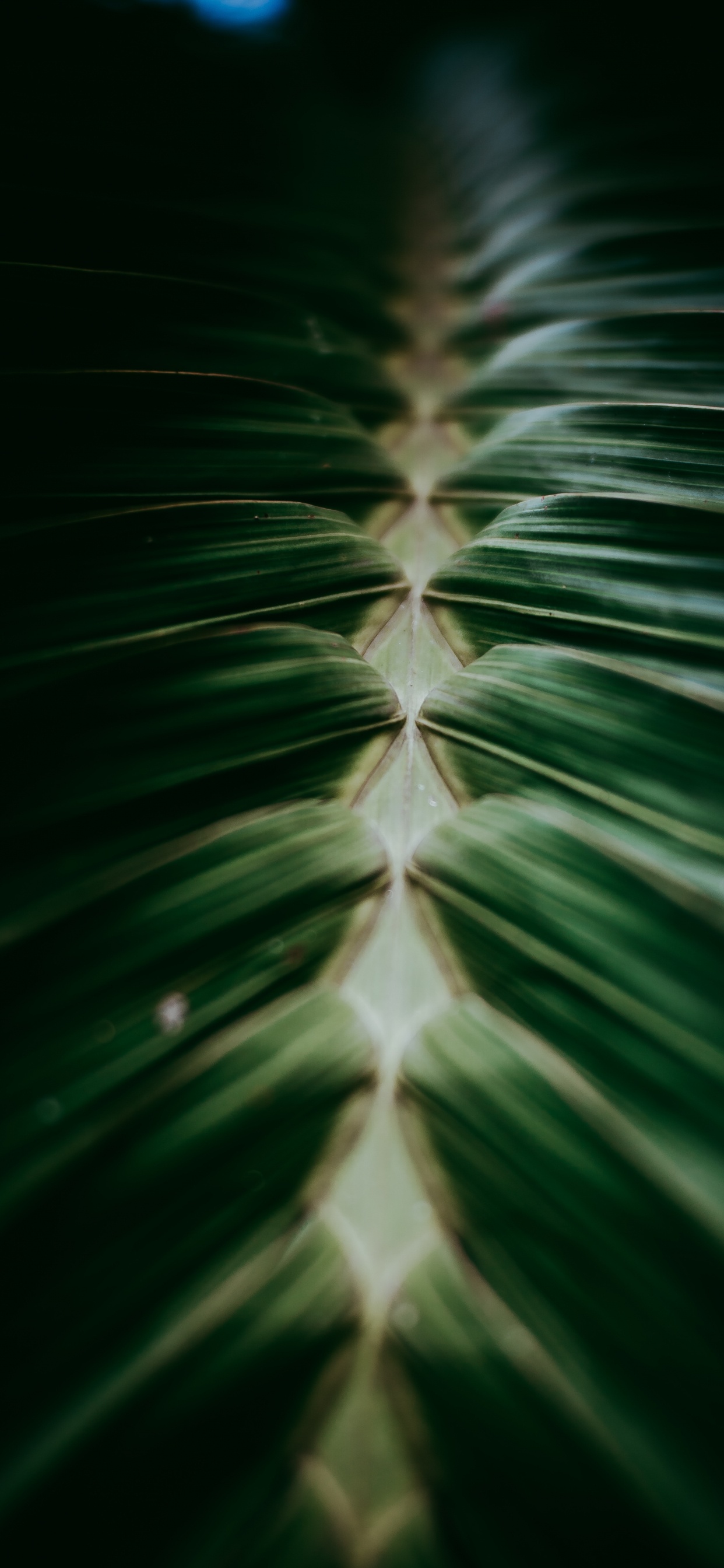 Обои рассада, крупный план, наземное растение, завод, дизайн в разрешении 1242x2688