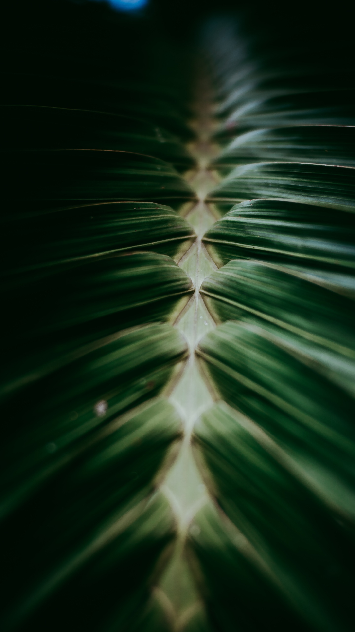 Обои рассада, крупный план, наземное растение, завод, дизайн в разрешении 1440x2560