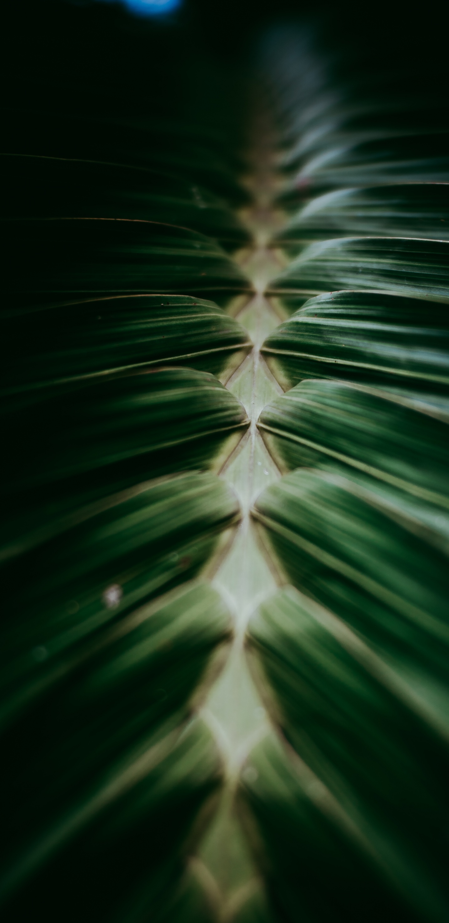 Обои рассада, крупный план, наземное растение, завод, дизайн в разрешении 1440x2960