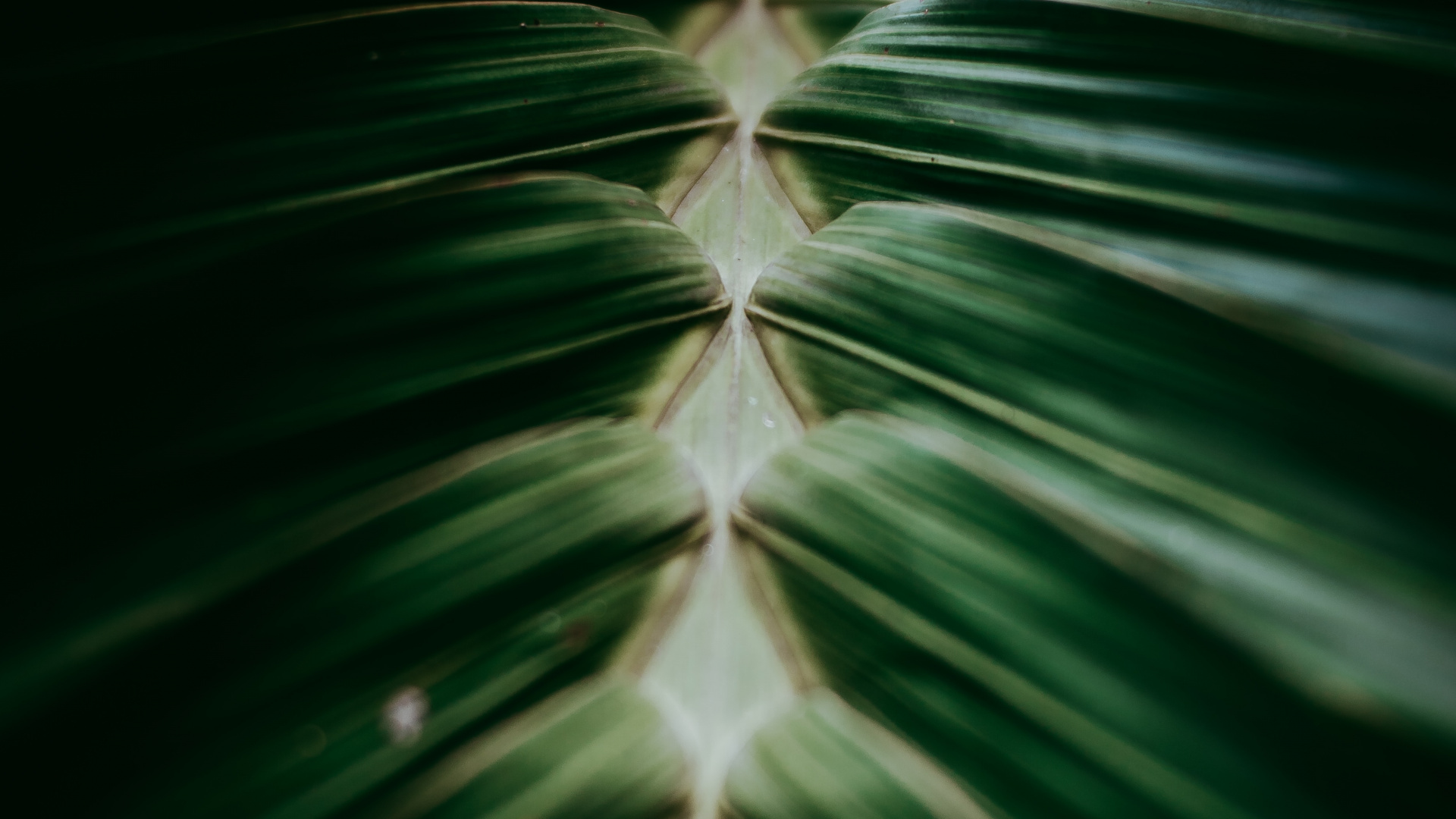 Обои рассада, крупный план, наземное растение, завод, дизайн в разрешении 1920x1080