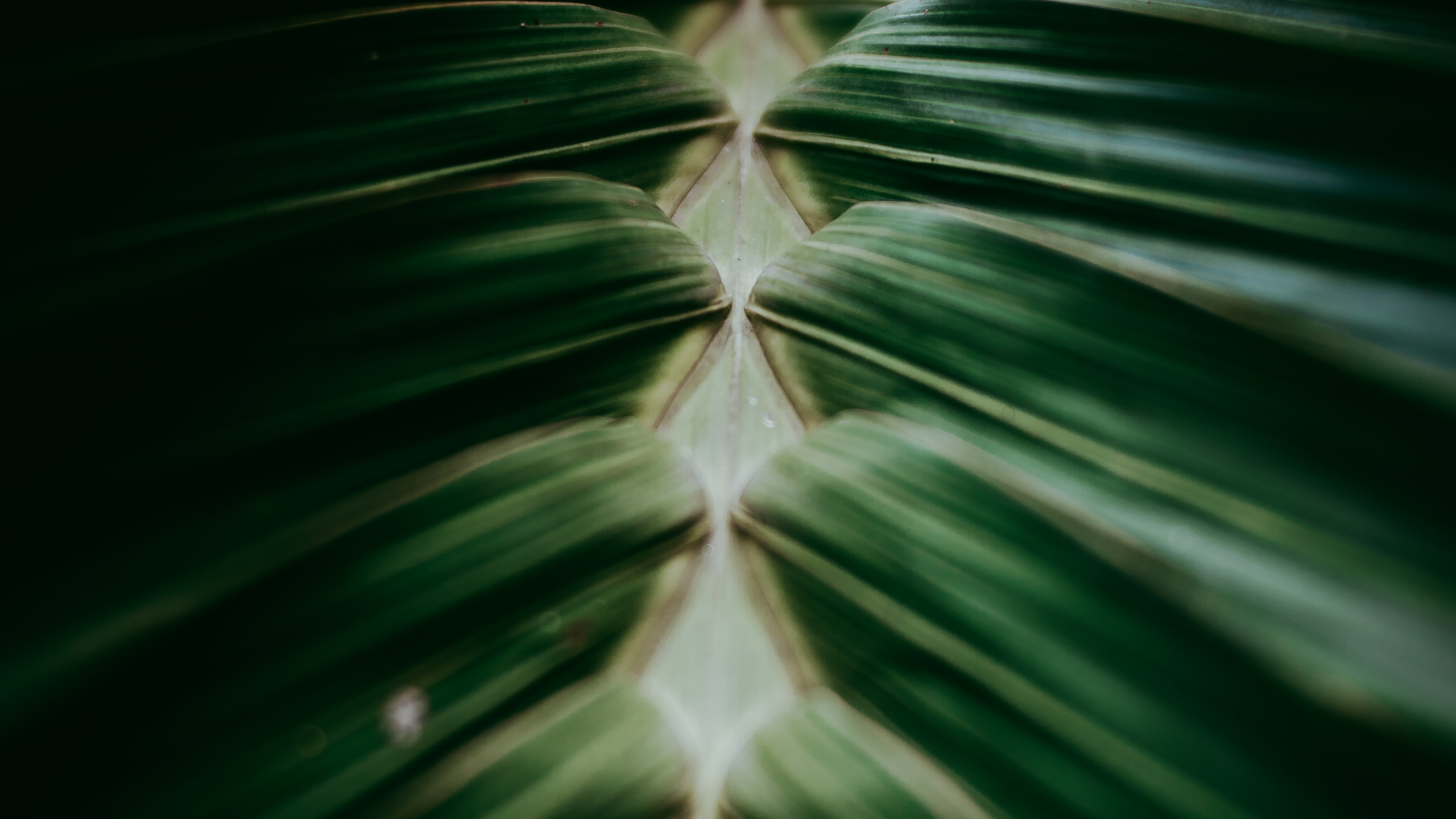 Обои рассада, крупный план, наземное растение, завод, дизайн в разрешении 2560x1440