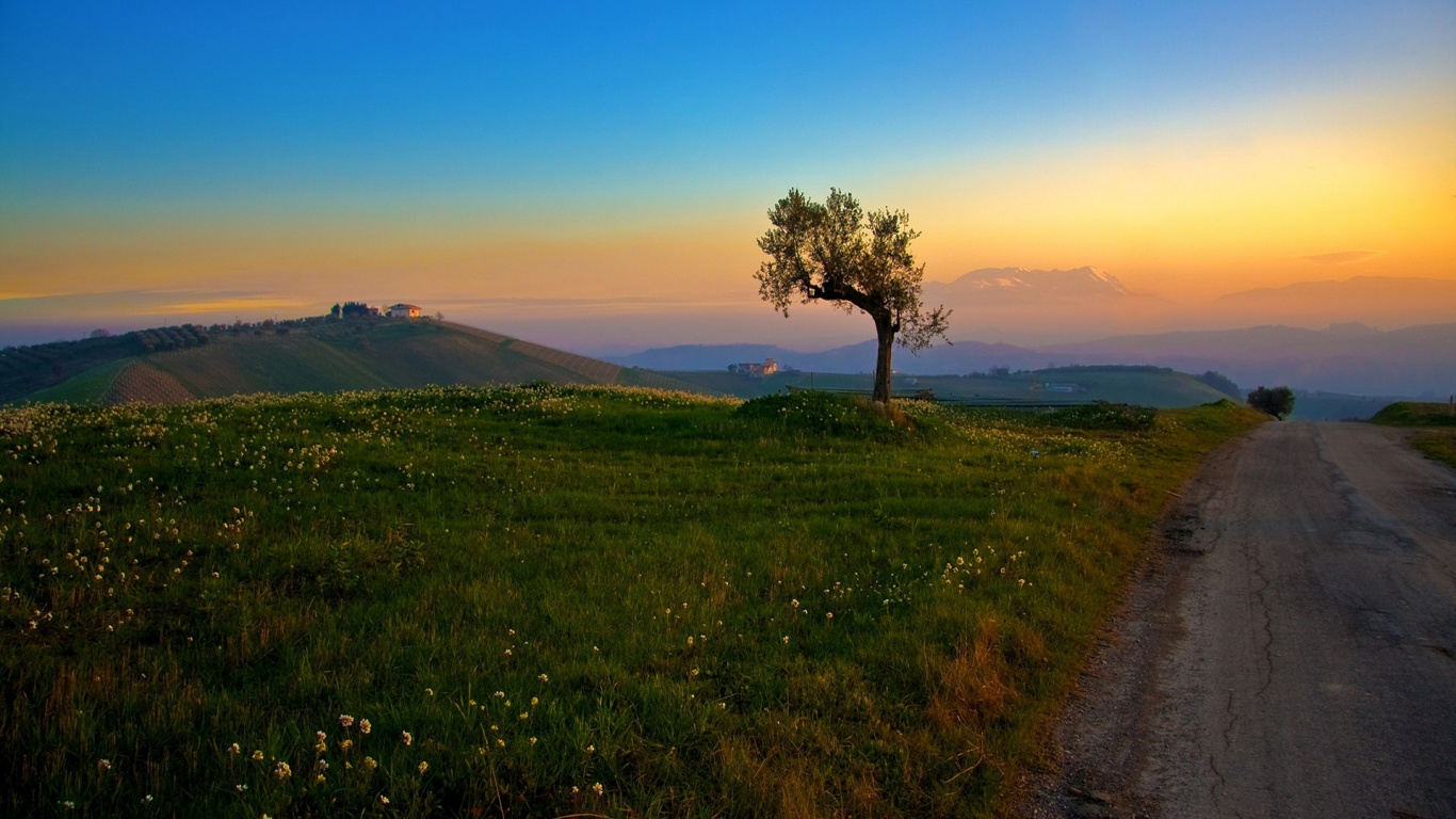Обои дерево, холм, утро, горизонт, нагорье в разрешении 1366x768
