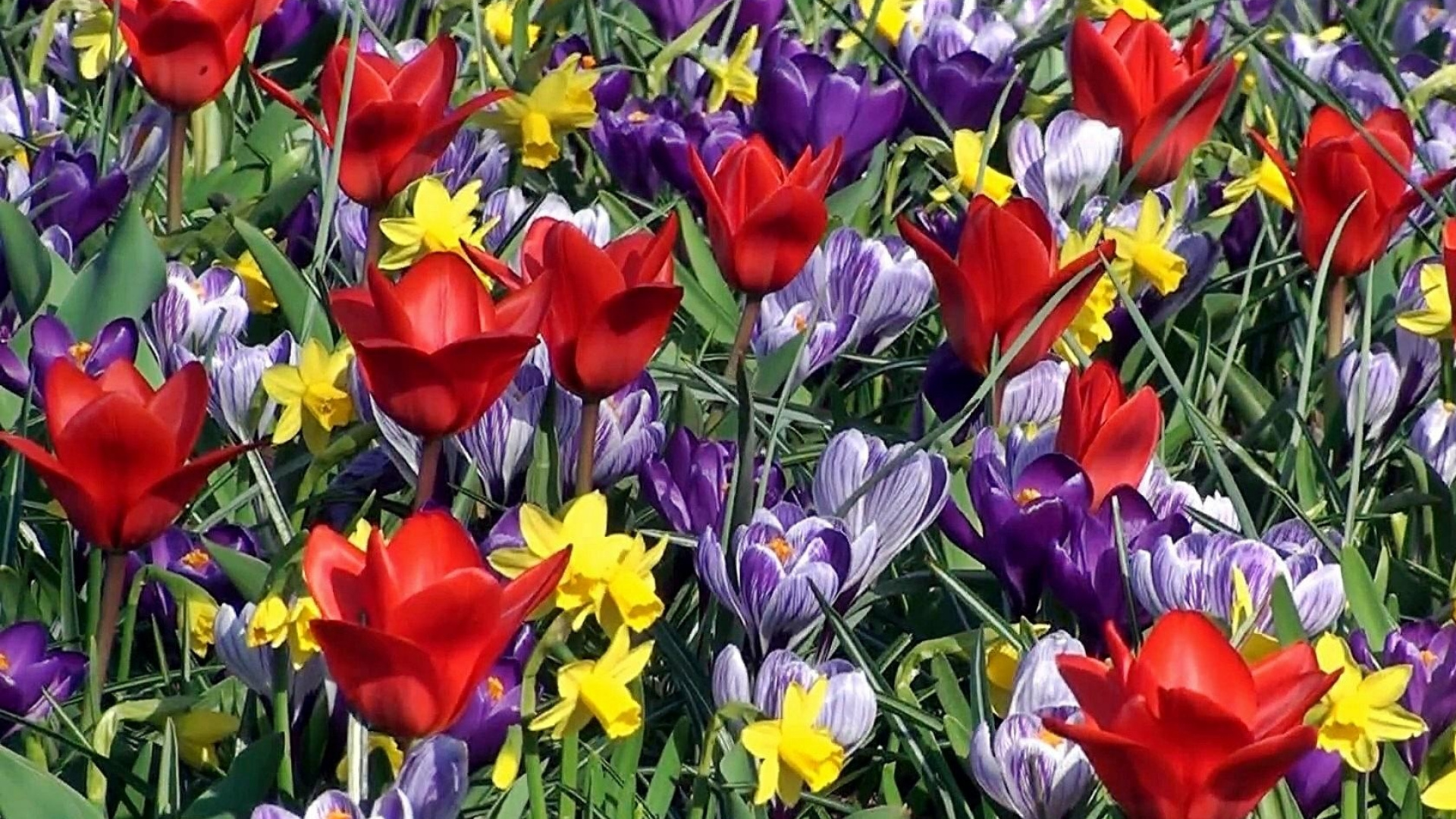 Обои Нарцисс, Крокус, цветковое растение, растение, лепесток в разрешении 1920x1080