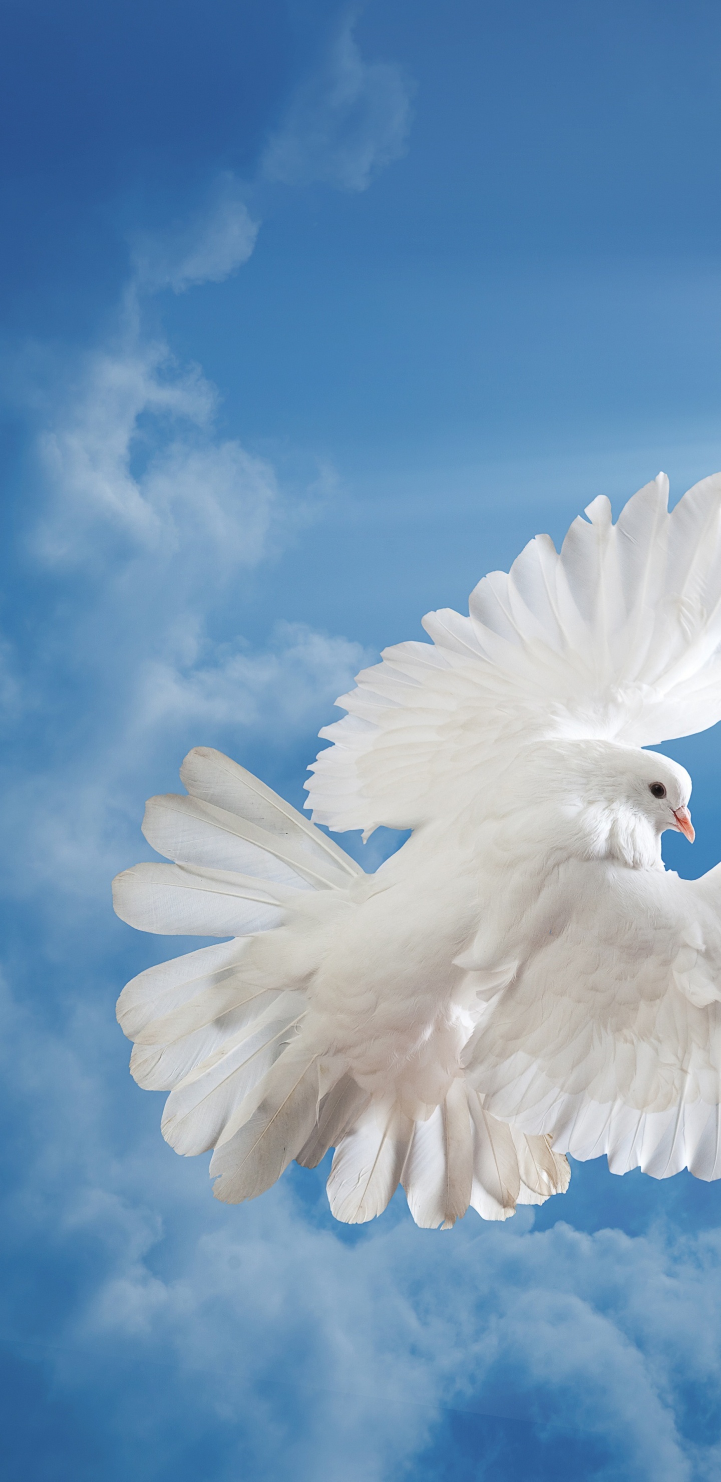 Обои облако, крыло, дневное время, птица, кучевое облако в разрешении 1440x2960