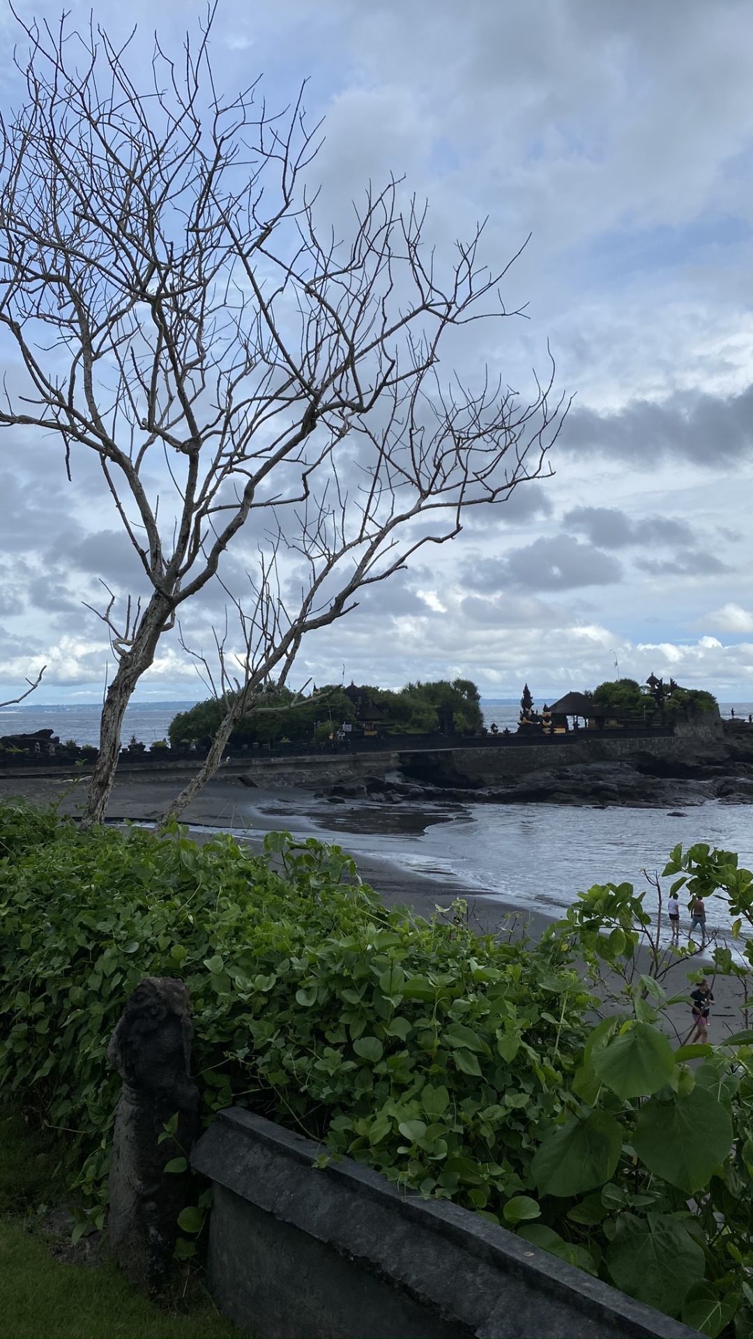 Обои Индонезия, бали, лист, наука, ветвь в разрешении 1080x1920