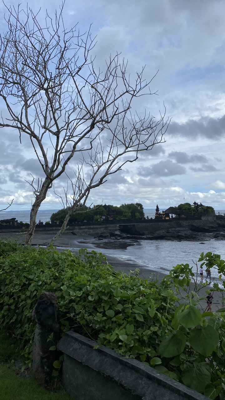 Обои Индонезия, бали, лист, наука, ветвь в разрешении 720x1280