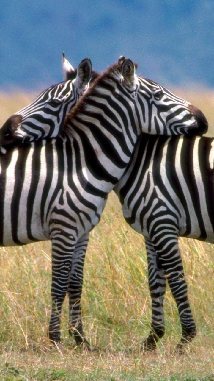 Обои зебра, лошадь, живая природа, наземные животные, сенокосное угодье в разрешении 720x1280