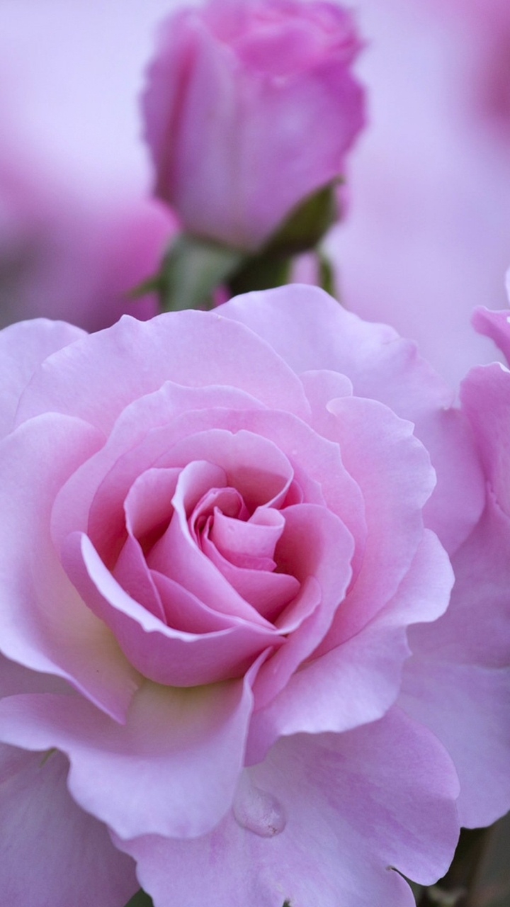 Обои сад роз, лепесток, цветковое растение, роман, цветник в разрешении 720x1280