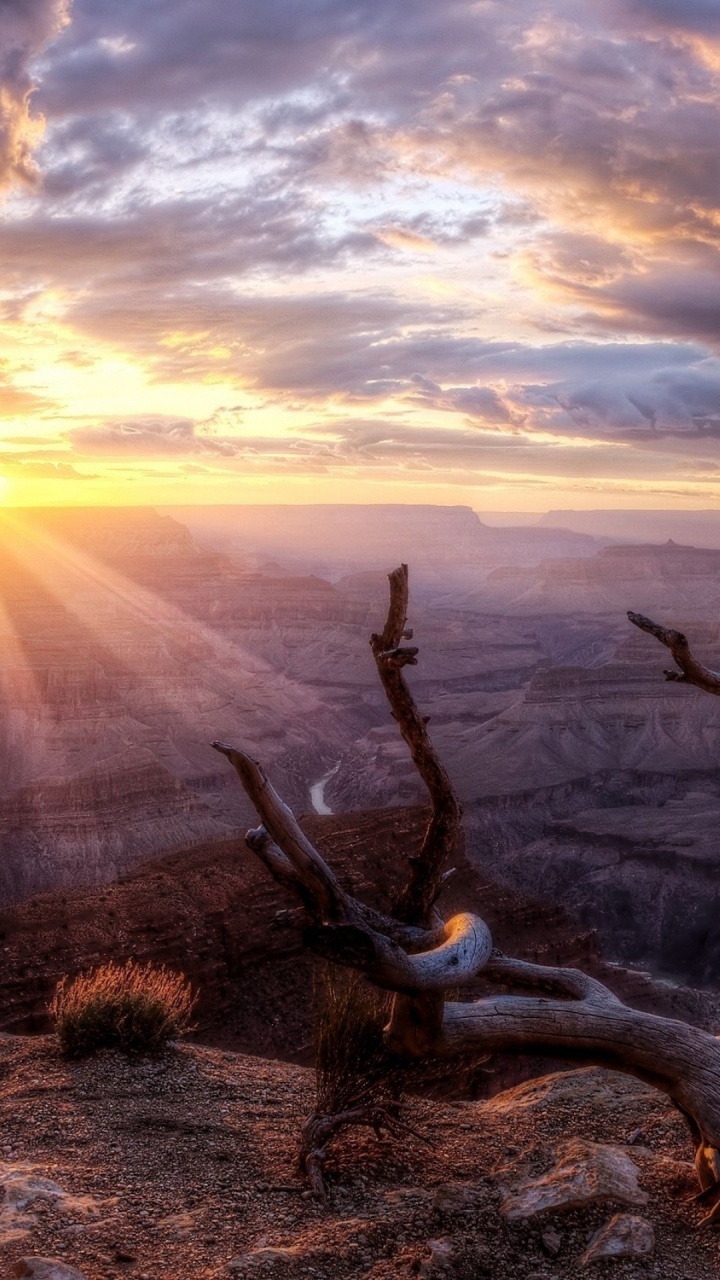 Обои закат, восход солнца, дерево, облако, утро в разрешении 720x1280