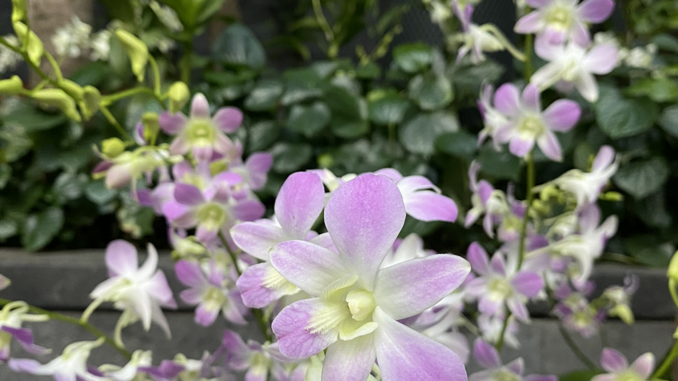 Обои Флора, цветковое растение, дендробиум, Кристал семьи, наука в разрешении 1366x768