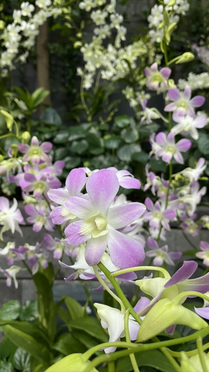 Обои Флора, цветковое растение, дендробиум, Кристал семьи, наука в разрешении 720x1280