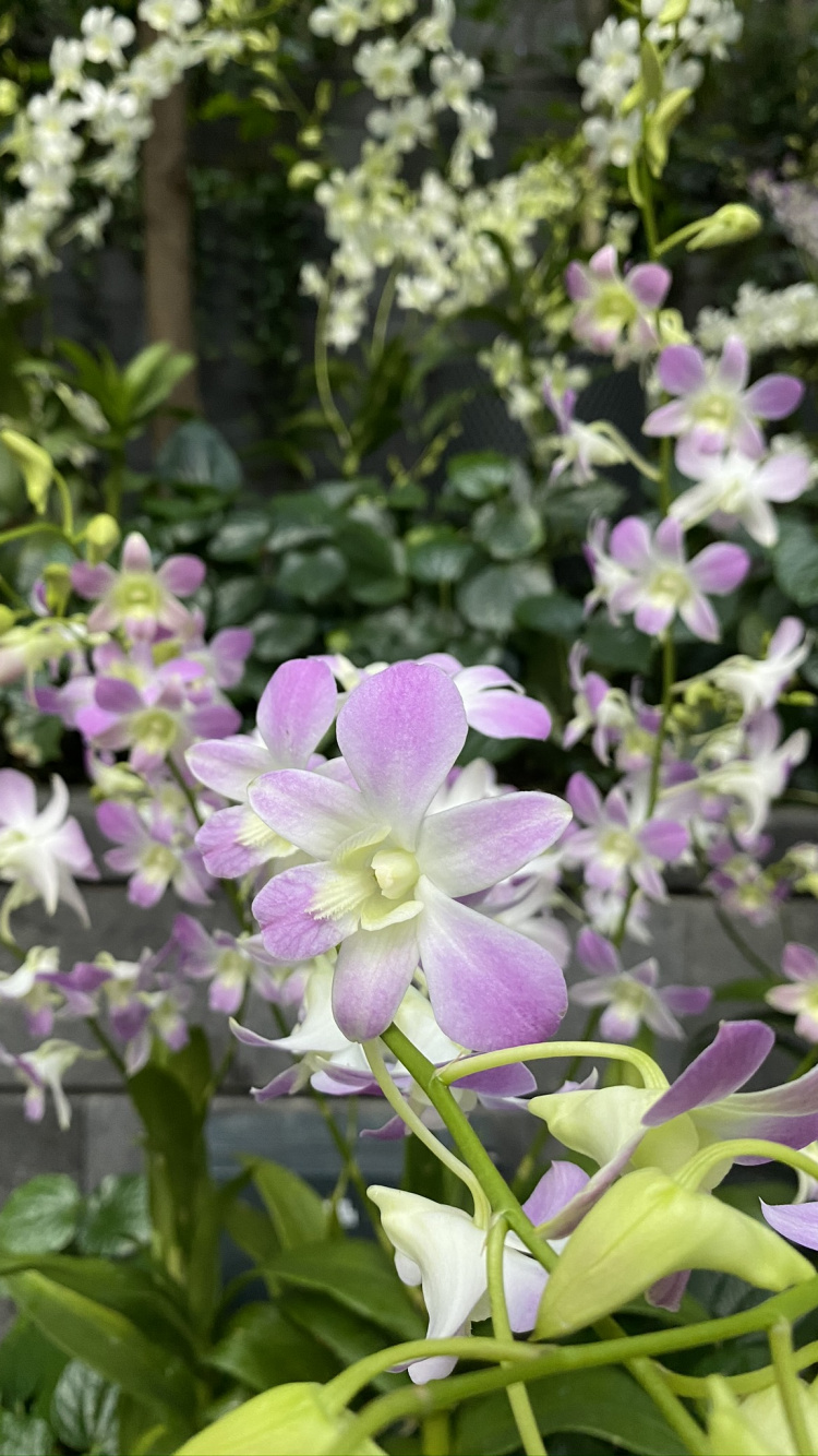 Обои Флора, цветковое растение, дендробиум, Кристал семьи, наука в разрешении 750x1334