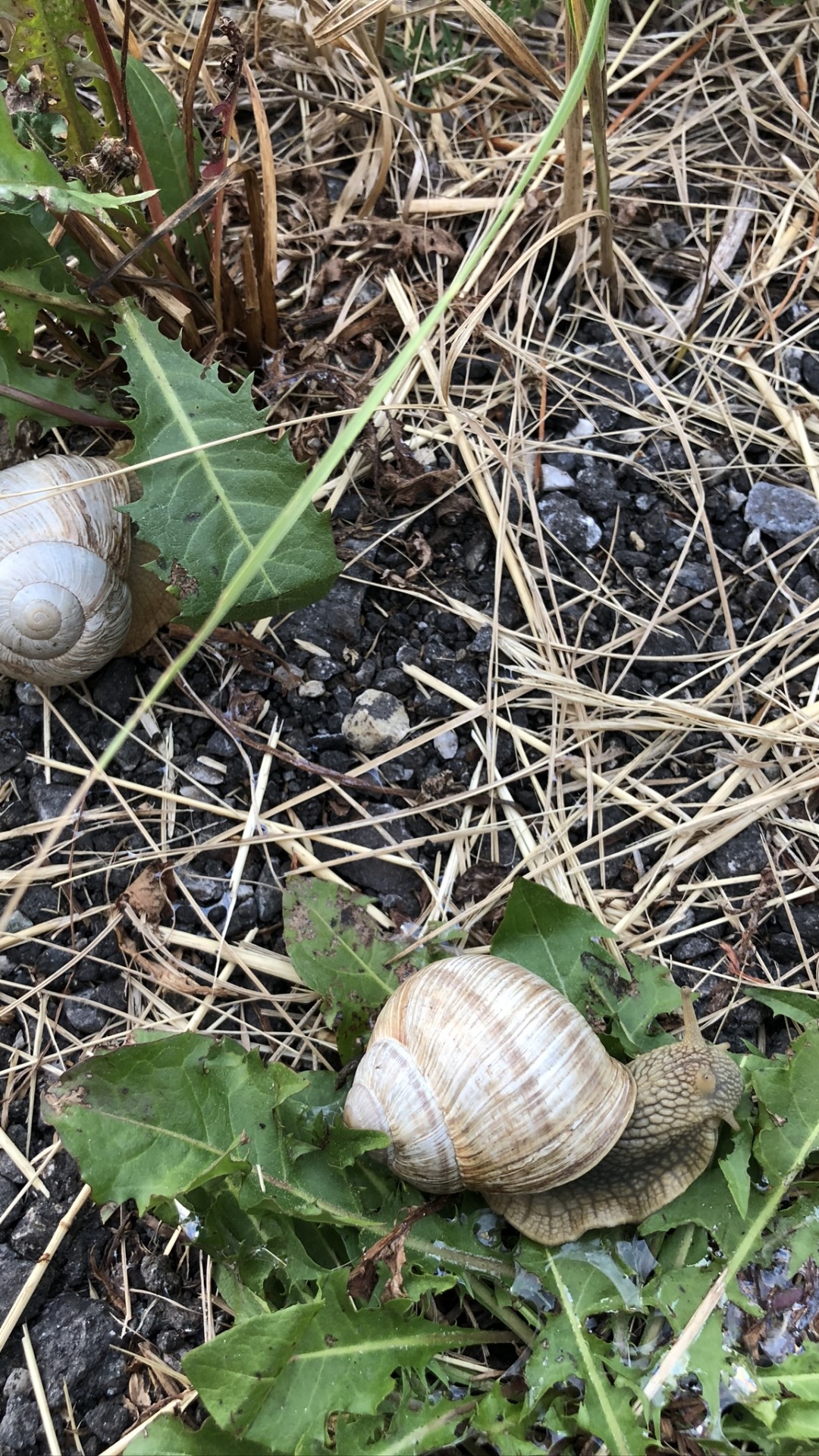 Обои улитка, schnecken, наземные животные, биология, наука в разрешении 1080x1920