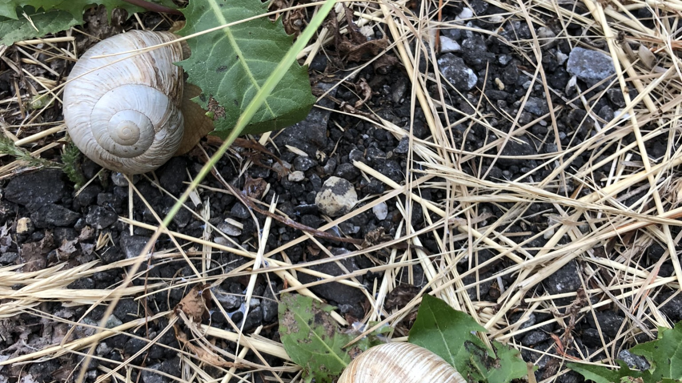 Обои улитка, schnecken, наземные животные, биология, наука в разрешении 1366x768