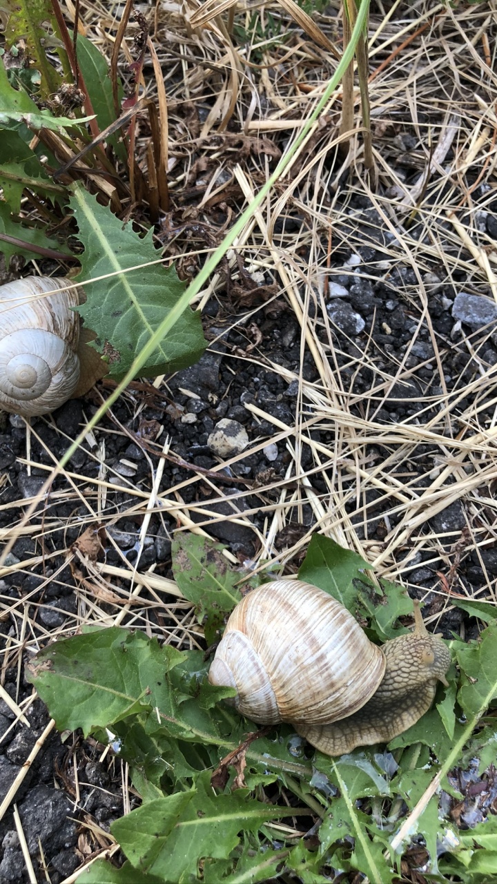 Обои улитка, schnecken, наземные животные, биология, наука в разрешении 720x1280