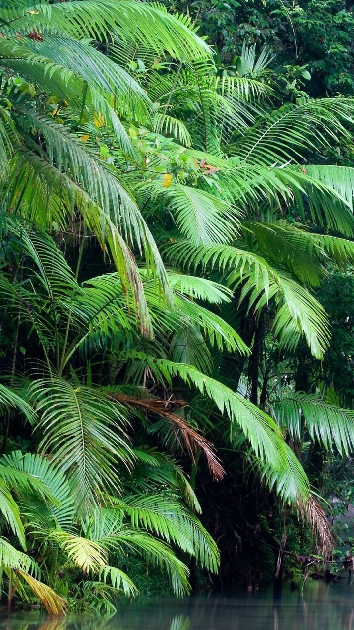 Обои природа, растительность, дерево, джунгли, природный заповедник в разрешении 720x1280