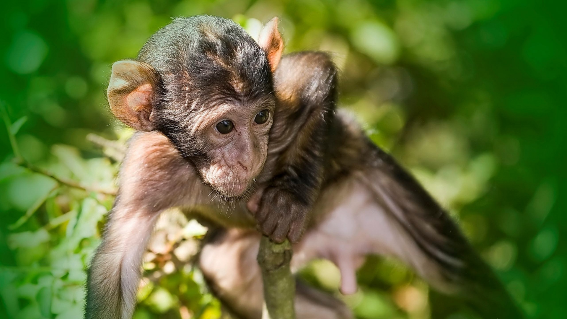 Обои обезьянка, примас, шимпанзе, макака, живая природа в разрешении 1920x1080