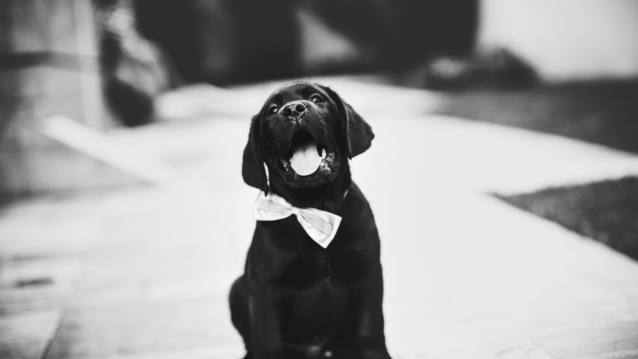 Обои лабрадор, щенок, пес, черный, Псовые в разрешении 1280x720